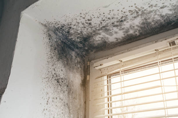 Affordable Black Mold Remediation solutions in Park Hall, MD